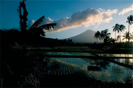 rice field silhouette - Reflections in water of rice paddies, Amed village, island of Bali, Indonesia, Southeast Asia, Asia Stock Photo - Rights-Managed, Code: 841-02715360