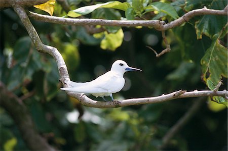 simsearch:841-02715369,k - Nature reserve, Aride island, Seychelles, Indian Ocean, Africa Foto de stock - Con derechos protegidos, Código: 841-02715394