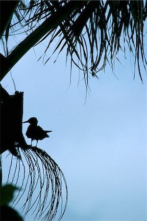 silhouettes of african birds - Nature reserve, Aride island, Seychelles, Indian Ocean, Africa Stock Photo - Rights-Managed, Code: 841-02715395