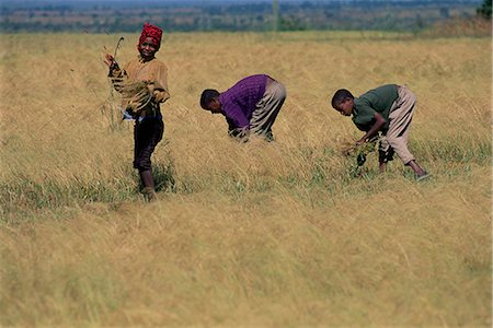 simsearch:841-02715477,k - Boys in field harvesting 'tef', Woolisso region, Shoa province, Ethiopia, Africa Foto de stock - Con derechos protegidos, Código: 841-02715441