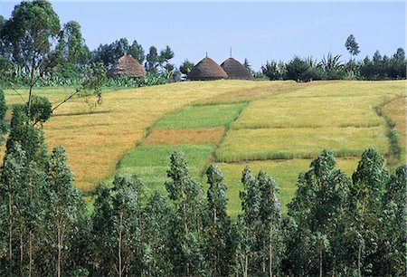 simsearch:841-03675657,k - Fields in the countryside in the land of the Gourague, Hosana region, Shoa province, Ethiopia, Africa Stock Photo - Rights-Managed, Code: 841-02715477