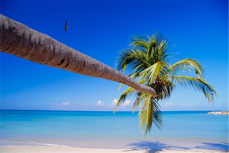 simsearch:841-02715600,k - Palm tree, Antigua, West Indies Stock Photo - Rights-Managed, Code: 841-02715524