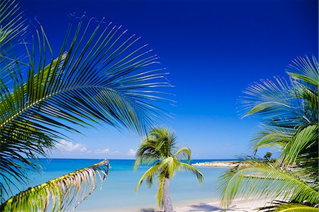 simsearch:841-02715600,k - Palm trees, Antigua, West Indies (Grainy) Stock Photo - Rights-Managed, Code: 841-02715526