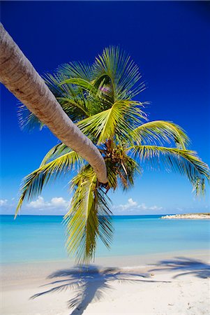 simsearch:841-02715600,k - Palm tree, Antigua, West Indies Stock Photo - Rights-Managed, Code: 841-02715521