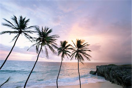 Four palm trees on coast, Barbados, West Indies, Caribbean, Central America Stock Photo - Rights-Managed, Code: 841-02716232