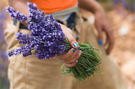 french lifestyle and culture - Lavender Cutter, Luberon, France Stock Photo - Rights-Managed, Code: 841-02716348