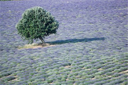 simsearch:841-02704249,k - Tree in a Lavender Field, Luberon, France Foto de stock - Con derechos protegidos, Código: 841-02716363