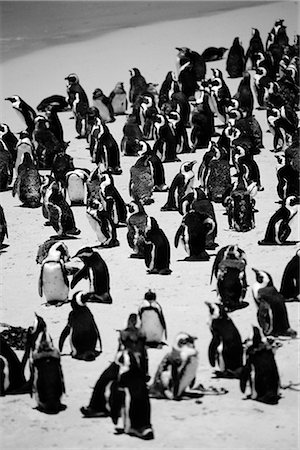 rookery - Jackass penguins on beach, South Africa Foto de stock - Con derechos protegidos, Código: 841-02716708