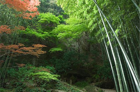 Forêt de bambous, le jardin du temple Hokokuji, Kamakura, Kanagawa prefecture, Japon, Asie Photographie de stock - Rights-Managed, Code: 841-02716840
