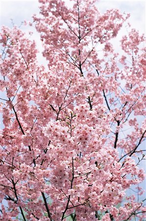 Spring blossom at Ueno-koen Park, Ueno, Tokyo, Japan, Asia Stock Photo - Rights-Managed, Code: 841-02717026