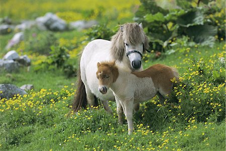 puledro - Two Shetland ponies, Shetland Islands, Scotland, United Kingdom, Europe Fotografie stock - Rights-Managed, Codice: 841-02717079