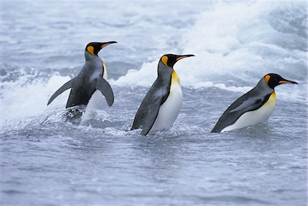 simsearch:6119-08267080,k - King penguins coming ashore, Fortuna Bay, South Georgia, South Atlantic Stock Photo - Rights-Managed, Code: 841-02717072