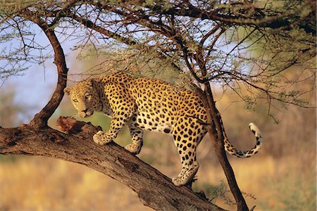 simsearch:841-03057008,k - Leopard (Panthera pardus) in a tree, Namibia, Africa Foto de stock - Con derechos protegidos, Código: 841-02717073