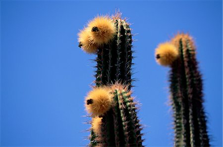 simsearch:841-03675324,k - Gros plan des « visages » de plantes de cactus (cactus), Sonora desert, au Mexique, en Amérique du Nord Photographie de stock - Rights-Managed, Code: 841-02717148
