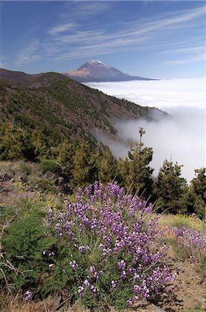 simsearch:841-03033642,k - Mount Teide (Pico de Teide), Tenerife, Canary Islands, Spain Foto de stock - Con derechos protegidos, Código: 841-02717216