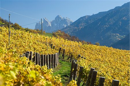 Vignobles, Val di Funes, Dolomites, province de Bolzano, Trentin-Haut-Adige, Italie, Europe Photographie de stock - Rights-Managed, Code: 841-02717225