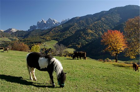 Val di Funes, Dolomites, Bolzano province, Trentino-Alto Adige, Italy, Europe Stock Photo - Rights-Managed, Code: 841-02717221