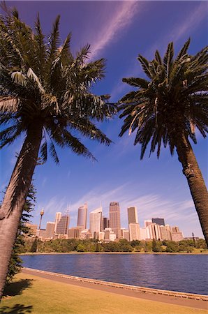 sidewalk palm trees pictures - Sydney, New South Wales, Australia, Pacific Stock Photo - Rights-Managed, Code: 841-02717295