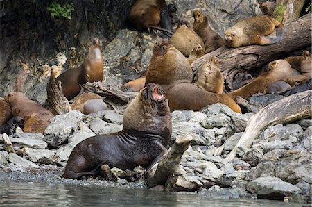 Mähnenrobbe (Otaria Flavescens), Garibaldi Fjord, Darwin-Nationalpark Tierra del Fuego, Patagonien, Chile, Südamerika Stockbilder - Lizenzpflichtiges, Bildnummer: 841-02717291