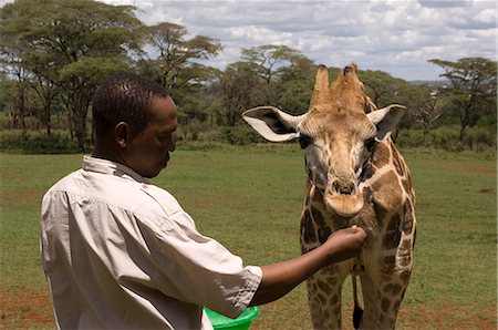 Rothschild-Giraffe, Giraffe Manor, Nairobi, Kenia, Ostafrika, Afrika Stockbilder - Lizenzpflichtiges, Bildnummer: 841-02717389