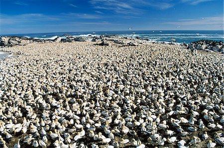 simsearch:841-03870151,k - Cape gannet, Sula capensis, colony, Lambert's Bay, Western Cape, South Africa, Africa Foto de stock - Con derechos protegidos, Código: 841-02717564