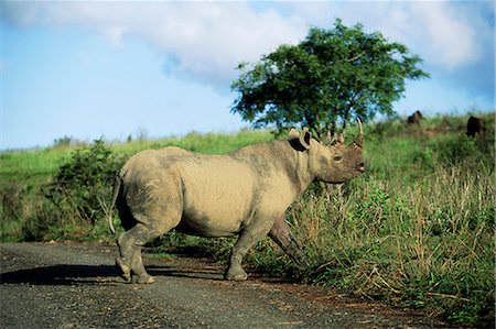 schwarzes nashorn - Spitzmaulnashorn (Rhino), Ceratotherium Simum, Itala Game Reserve, Kwazulu-Natal, Südafrika, Afrika Stockbilder - Lizenzpflichtiges, Bildnummer: 841-02717566