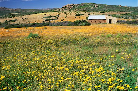 Spring flower carpet, Namaqua National Park, South Africa, Africa Stock Photo - Rights-Managed, Code: 841-02717561