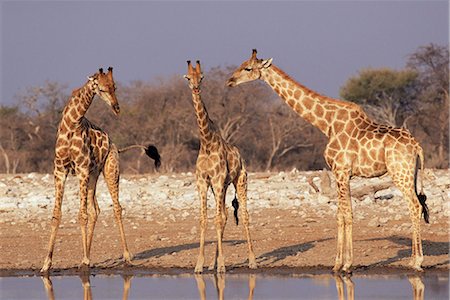Three giraffe, Giraffa camelopardalis, at waterhole, Etosha National Park, Namibia, Africa Foto de stock - Con derechos protegidos, Código: 841-02717574