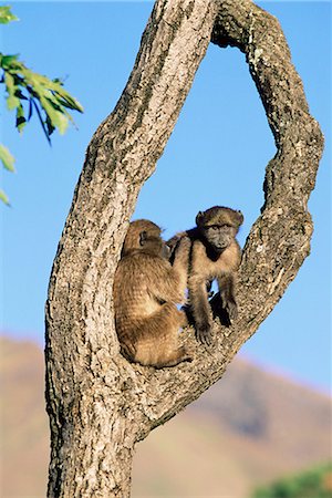 simsearch:841-02717605,k - Chacma baboons, Papio cynocephalus, grooming, Royal Natal National Park, South Africa, Africa Foto de stock - Direito Controlado, Número: 841-02717577