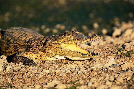 Nile crocodile, Crocodylus niloticus, Kruger National Park, South Africa, Africa Foto de stock - Con derechos protegidos, Código: 841-02717578