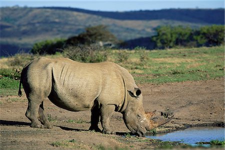 simsearch:841-02718139,k - Rhinocéros blanc (rhino), Ceratotherium simum, à l'eau, Hluhluwe, Afrique du Sud, Afrique Photographie de stock - Rights-Managed, Code: 841-02717579