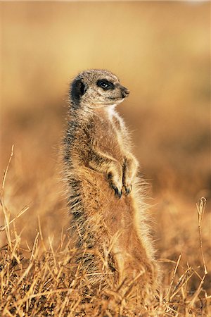 Meerkat (suricate), Suricata suricatta, Addo National Park, South Africa, Africa Stock Photo - Rights-Managed, Code: 841-02717570