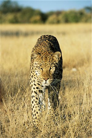 Leopard, Panthera Pardus, in captivity, Namibia, Africa Stock Photo - Rights-Managed, Code: 841-02717572