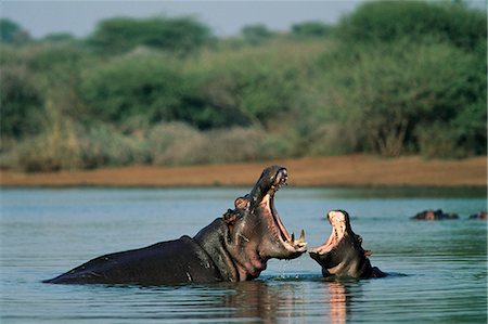 simsearch:841-02717597,k - Common hippopotamuses (hippos), Hippopotamus amphibius, yawning, Kruger National Park, South Africa, Africa Fotografie stock - Rights-Managed, Codice: 841-02717585