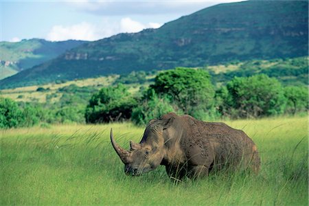 rinoceronte blanco - White rhinoceros (rhino), Ceratherium sumum, Itala Game Reserve, KwaZulu-Natal, South Africa, Africa Foto de stock - Con derechos protegidos, Código: 841-02717588