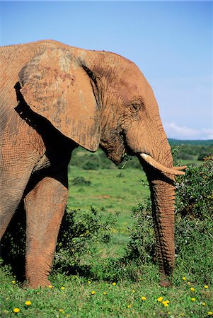 African elephant, Loxodonta africana, covered in mud, Addo, South Africa, Africa Foto de stock - Con derechos protegidos, Código: 841-02717589