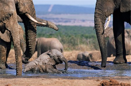 African elephant, Loxodonta africana, bathing in water, Greater Addo National Park, South Africa, Africa Foto de stock - Con derechos protegidos, Código: 841-02717596