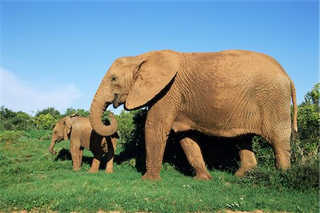 African elephant, Loxodonta africana, with calf, Addo National Park, South Africa, Africa Stock Photo - Rights-Managed, Code: 841-02717597