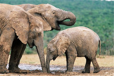 African elephant, Loxodonta africana, Addo National Park, South Africa, Africa Foto de stock - Con derechos protegidos, Código: 841-02717598