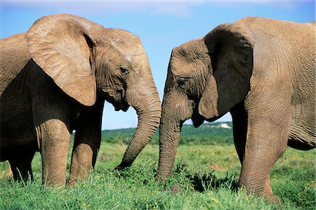 Two African elephants, Loxodonta africana, Addo, South Africa, Africa Foto de stock - Con derechos protegidos, Código: 841-02717593