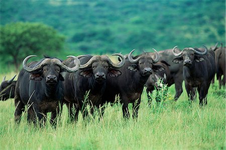 Cape buffalo, Syncerus caffer, Hluhluwe Game Reserve, Kwazulu-Natal, South Africa, Africa Stock Photo - Rights-Managed, Code: 841-02717604