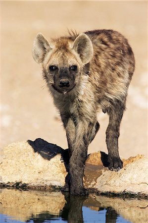 simsearch:841-02717638,k - Hyène tachetée, Crocuta crocuta, Kgalagadi Transfrontier Park, Afrique du Sud, Afrique Photographie de stock - Rights-Managed, Code: 841-02717606