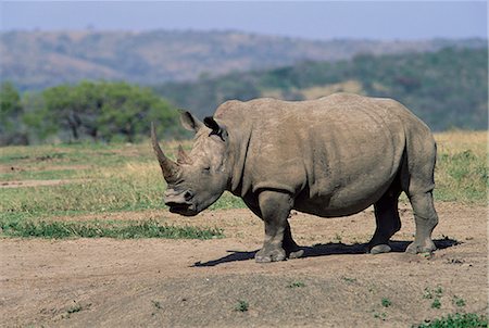 rhinocéros blanc - Rhinocéros blanc (rhino), Ceratotherium simum, Hluhluwe, Afrique du Sud, Afrique Photographie de stock - Rights-Managed, Code: 841-02717608