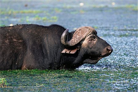 simsearch:841-02717597,k - Buffalo, Syncerus caffer, cooling off, Kruger National Park, South Africa, Africa Fotografie stock - Rights-Managed, Codice: 841-02717603