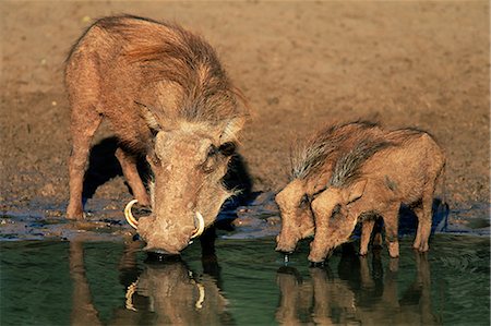 warthogs, Phacochoerus aethiopicus, drinking, Mkhuze Game Reserve, South Africa, Africa Foto de stock - Con derechos protegidos, Código: 841-02717614