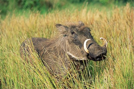 simsearch:841-02717605,k - Warthog, Phacochoerus aethiopicus, Kruger National Park, South Africa, Africa Foto de stock - Direito Controlado, Número: 841-02717615