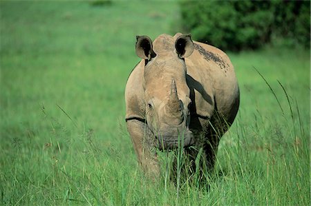 rhinocéros blanc - Rhinocéros blanc (rhino), Ceratherium sumum, Itala Game Reserve, KwaZulu-Natal, Afrique du Sud, Afrique Photographie de stock - Rights-Managed, Code: 841-02717625