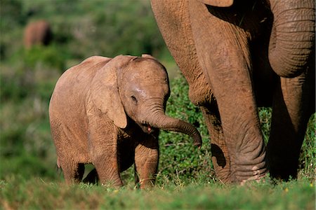 simsearch:841-02717597,k - Young African elephant (Loxodonta africana), Addo National Park, South Africa, Africa Fotografie stock - Rights-Managed, Codice: 841-02717629