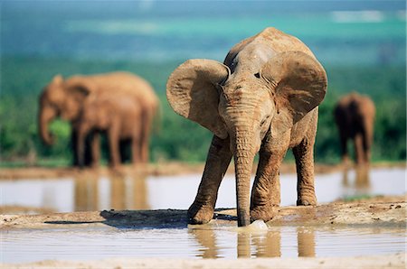 simsearch:841-02717605,k - Young African elephant, Loxodonta africana, at waterhole, Addo National park, South Africa, Africa Foto de stock - Direito Controlado, Número: 841-02717620