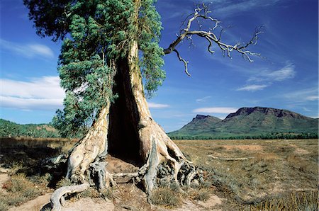 flinders range national park - River red gum, Eucalyptus camaldulensis, Wilpena Pound, Flinders Range National Park, South Australia, Australia, Pacific Stock Photo - Rights-Managed, Code: 841-02717622